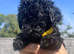 Beautiful Toy Poodle Puppies ️