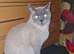 Beautiful female cat