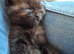 Adorable black boy Persian Cross kitten