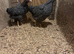 2 Barred Plymouth Rock Pullets