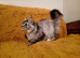 Stunning maincoon for sale