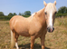 14.1hh palamino gelding