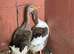 Pair of toulouse geese unrelated