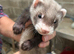 Polecat Kit Hobs 8 weeks old