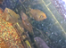 Full fish tank and fish (gouramis)