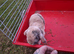 Male n female rabbit