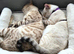 STUD. SNOW BENGAL