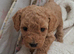 Beautiful toy poodle babies