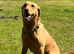 Labrador