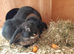 Baby mini lop doe bunny