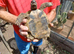One Proven Male Hermann's Tortoise