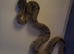 boa constrictor babys 4 weeks old