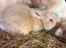 Netherland x mini lop