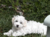 Bichon frise boy