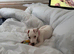 Jack Rusell puppy,