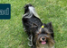 Last boy ready now Biewier terrier puppy