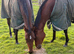 Gorgeous filly sensible ride