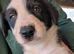 5 border collie puppies