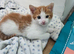 Beautiful Kittens Looking for Their Forever Homes