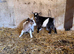 Pygmy goats kids