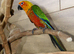 Jenday Conure,1