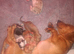 Miniature Dachshund puppies