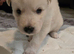 ***Ready Now*** REDUCED stunning beautiful siberian husky puppies***