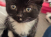 12 week old kitten