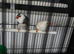 Pair of zebra finches