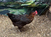 Burford brown hen