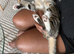 Bengal boy
