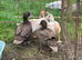 Call Duck pairs various prices