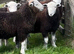 Herdwick tup lambs