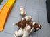 Cavachon ONE GIRL