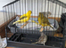 2026 fife canaries for sale