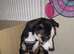 BUDDY 20 WEEK OLD BORDER COLLIE