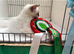 Ragdoll kittens