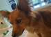 Jack/york dog
