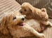 STUNNING MALTIPOO BOY