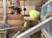Baby budgies