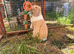 Mini lop doe