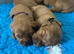 Outstanding miniature Labeadoodles both parents fully health tested licensed breeder