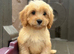 Cavapoo puppy’s ready to leave!!