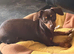 6 month female chiweenie