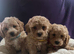 Fluffy teddy bear puppies