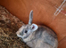 Male and female and 6ft hutch