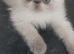 Colour Point Exotic Kittens