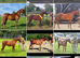 5yr old BS prospect mare