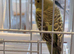 BF budgies