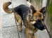 Female German shepherd nearly 2 years old